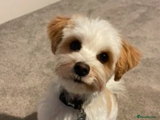 Biewer Terrier dogs in Weymouth - Advert 2