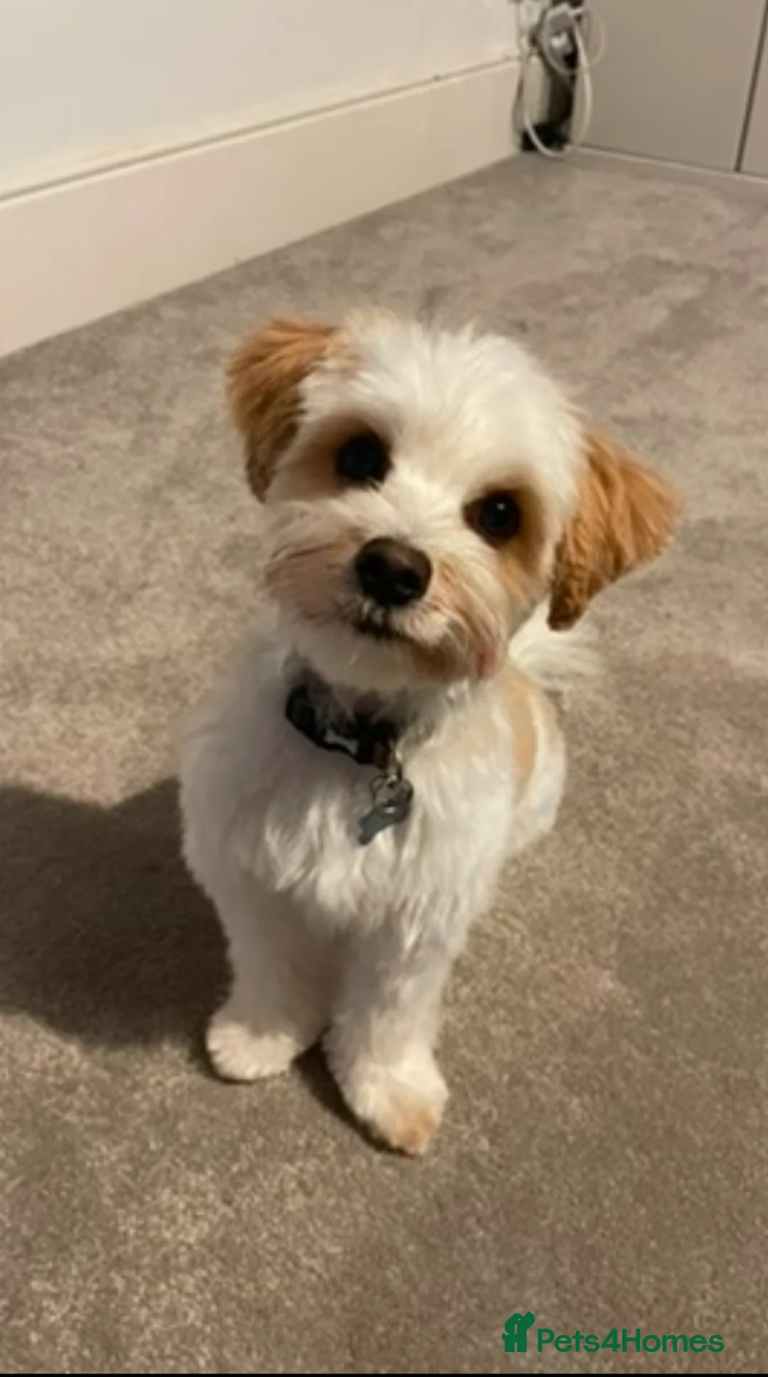 Biewer Terrier dogs for stud: Gold dust biewer for stud (health tested) in Weymouth - Advert 2