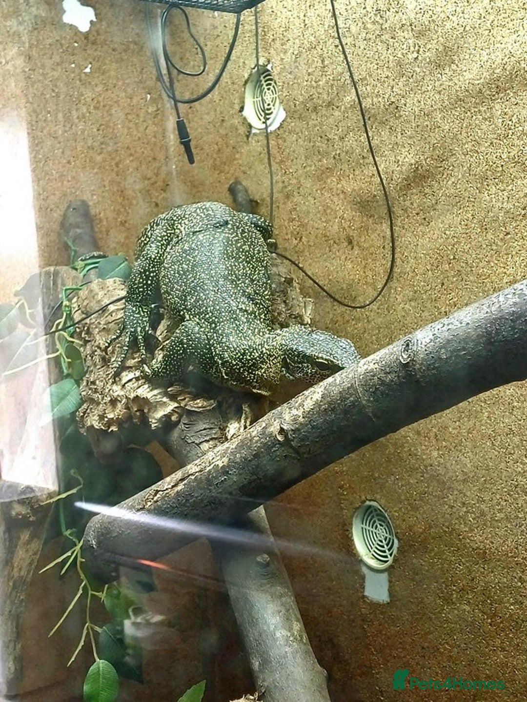Monitor reptiles for sale: MANGROVE MONITOR WITH FULL SETUP - Image 2