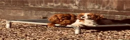 Cavalier King Charles Spaniel dogs for sale: Beautitful cavalier puppies - Advert 3
