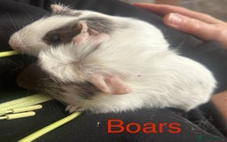 Guinea Pig rodents for sale: Bonded sows and boars £40 pair - Image 8