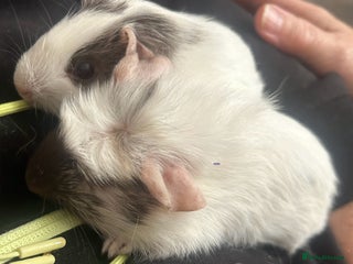Guinea Pig rodents - Advert 2