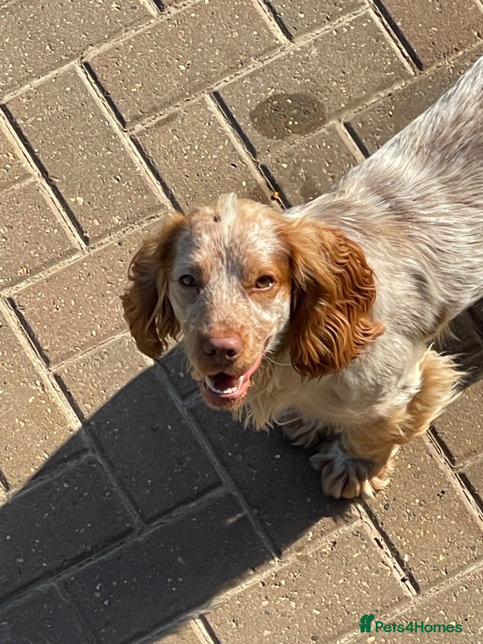 Cocker Spaniel dogs Stud dog cocker spaniel orange roan  - Advert 1