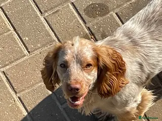 Cocker Spaniel dogs Stud dog cocker spaniel orange roan - Advert 1