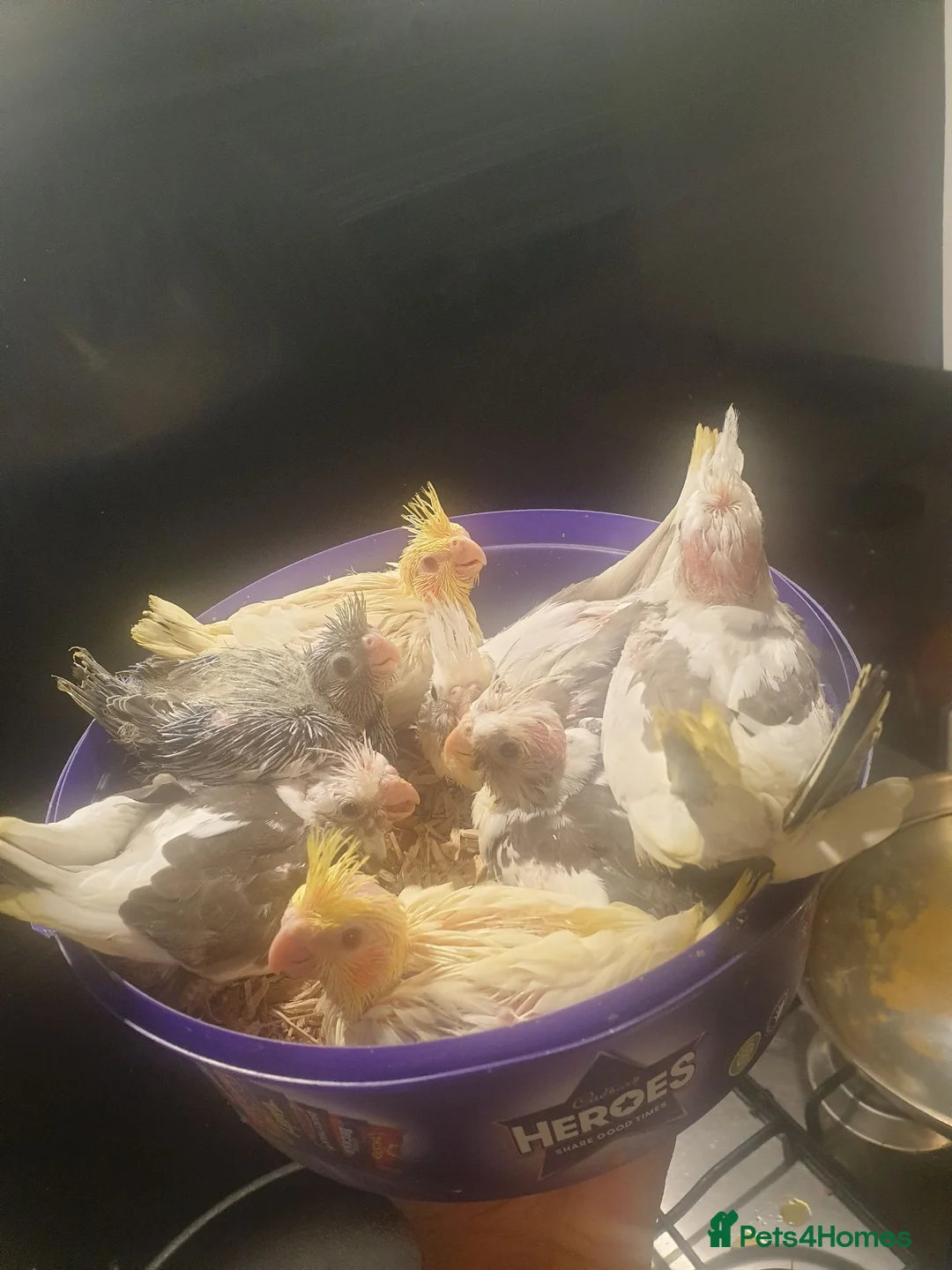 Cockatiels birds for sale: 4 reserved *Hand reared Baby cockatiels available - Advert 1