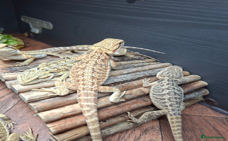 Bearded Dragon reptiles - Advert 2