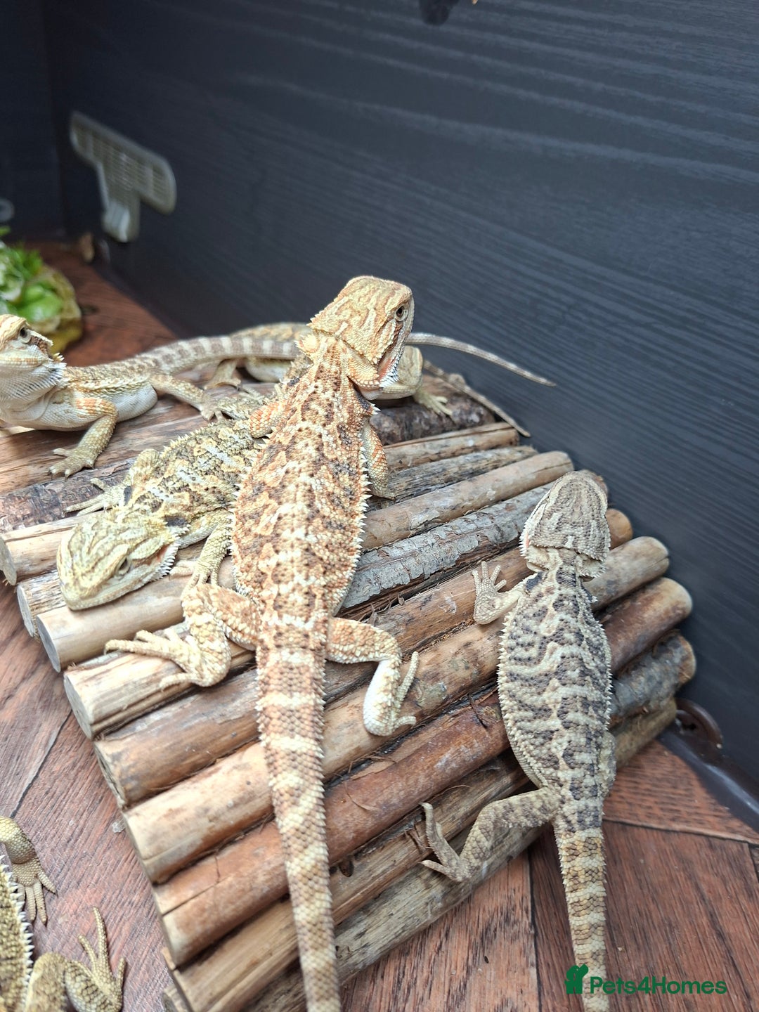 Bearded Dragon reptiles for sale: Baby bearded dragons - Image 1