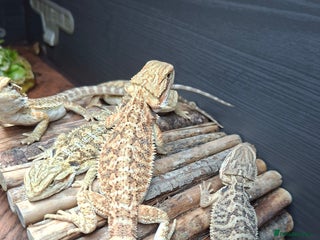 Bearded Dragon reptiles - Advert 1
