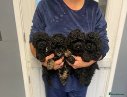 Toy Poodle dogs PEDIGREE TOY POODLES PRA CLEAR - Advert 3