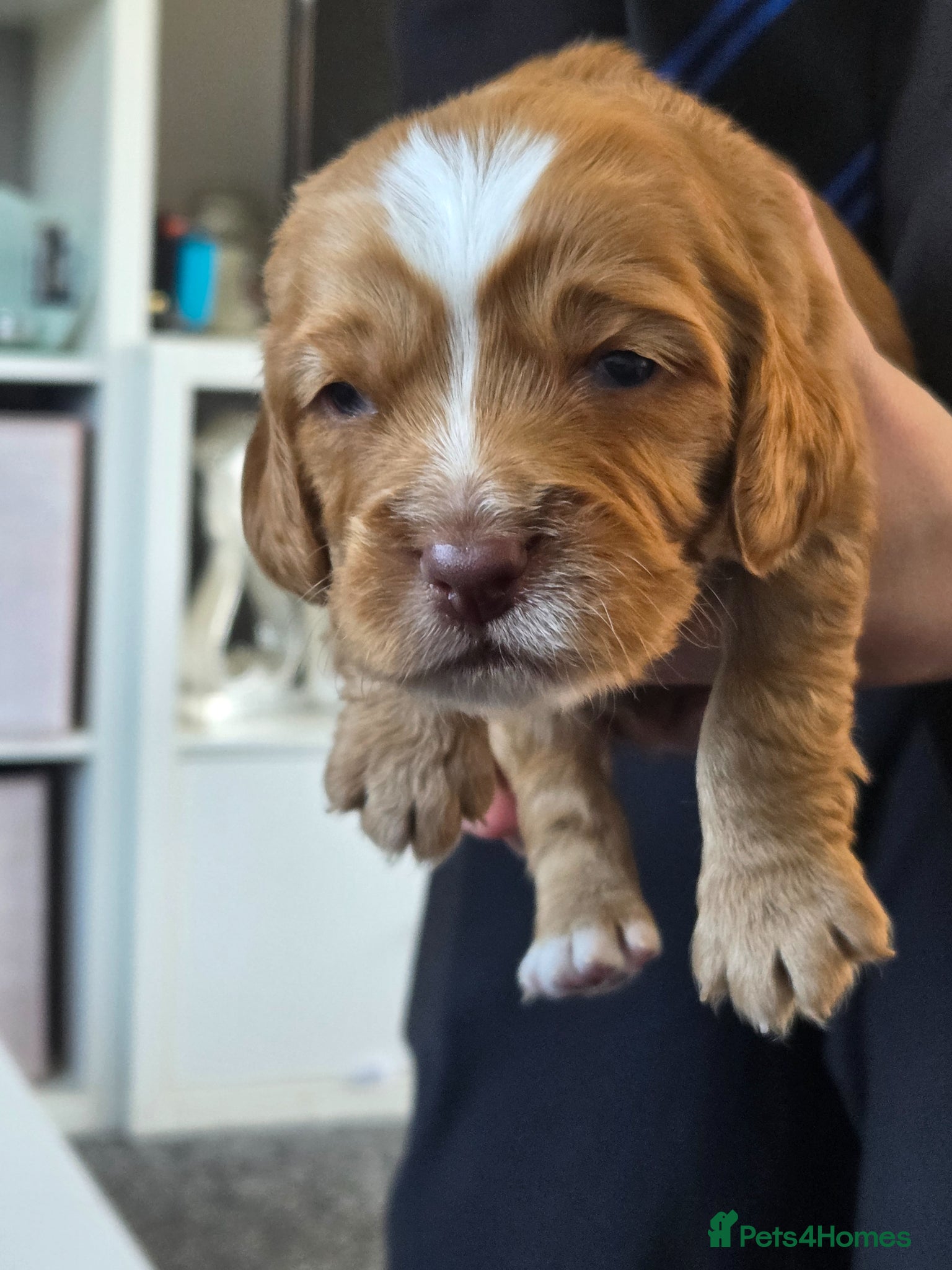 Cocker Spaniel dogs Cocker spaniel puppies - Advert 17