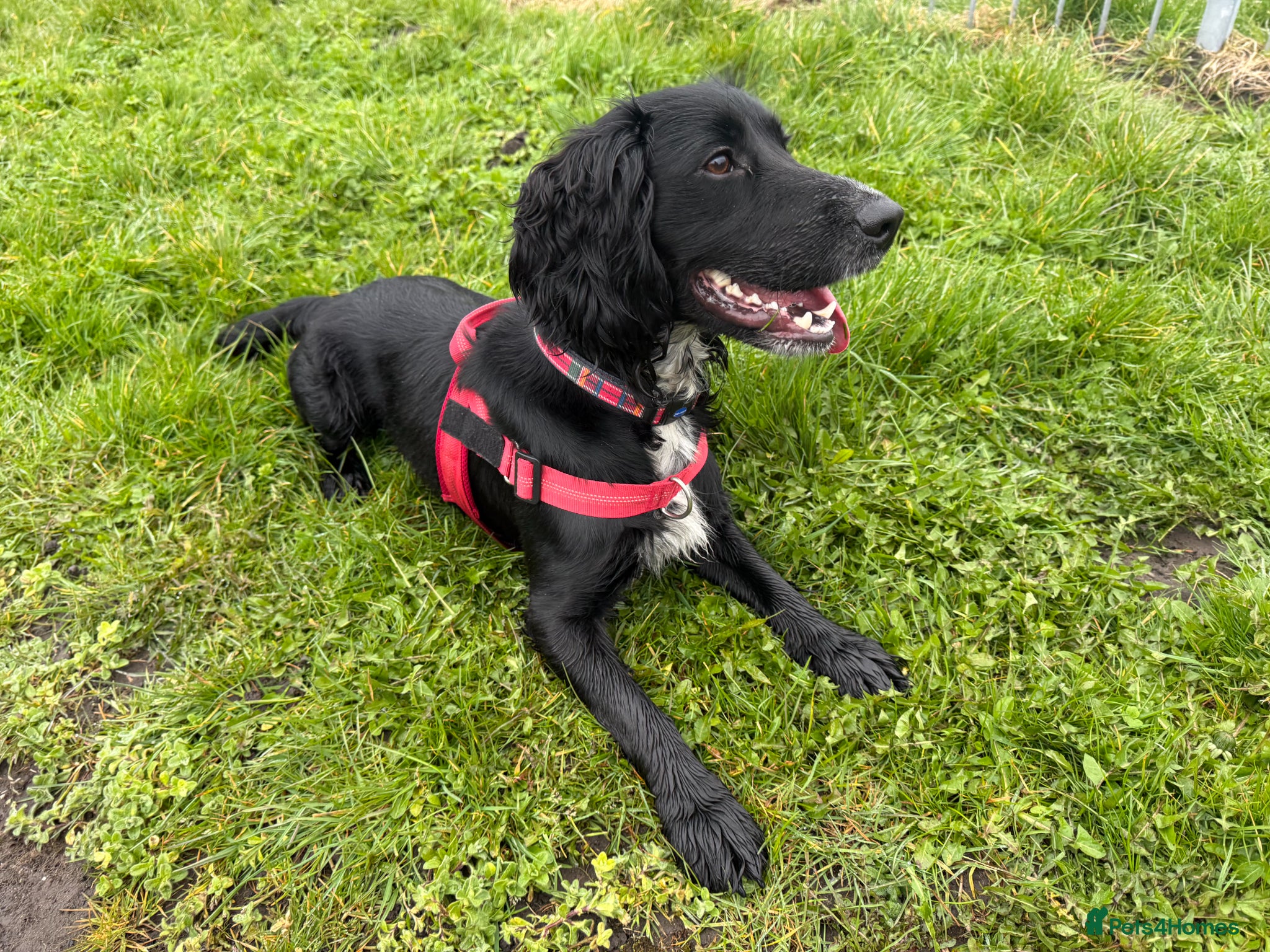 Cocker Spaniel dogs Cocker Spaniel 18 months male - Advert 6