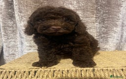 Cavapoo dogs for sale: Red Chocolate cavapoo boys  - Image 4