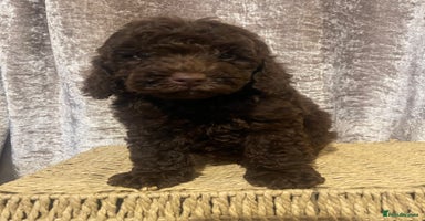 Cavapoo dogs - Advert 1