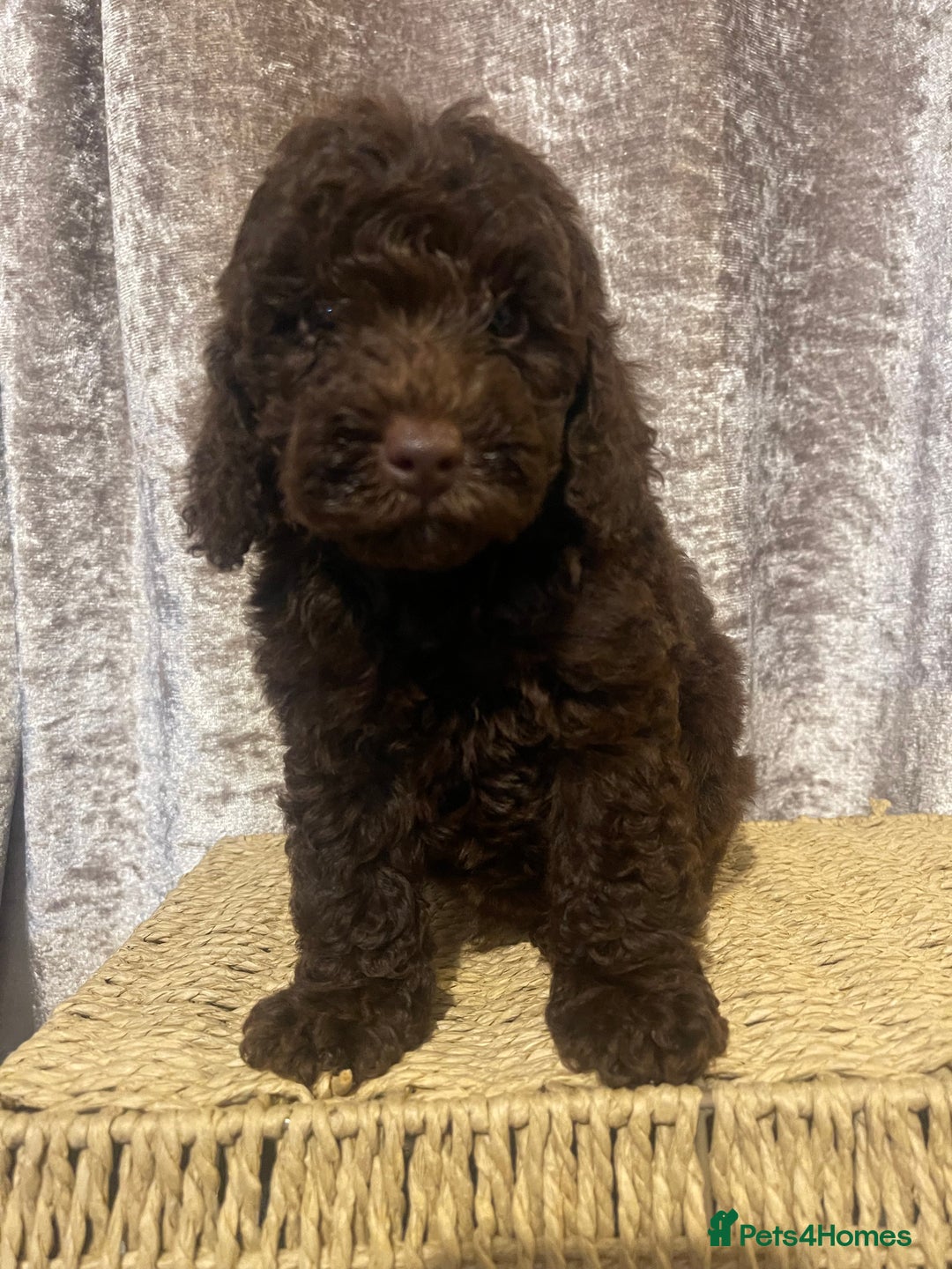 Cavapoo dogs for sale: Red Chocolate cavapoo boys  - Image 4
