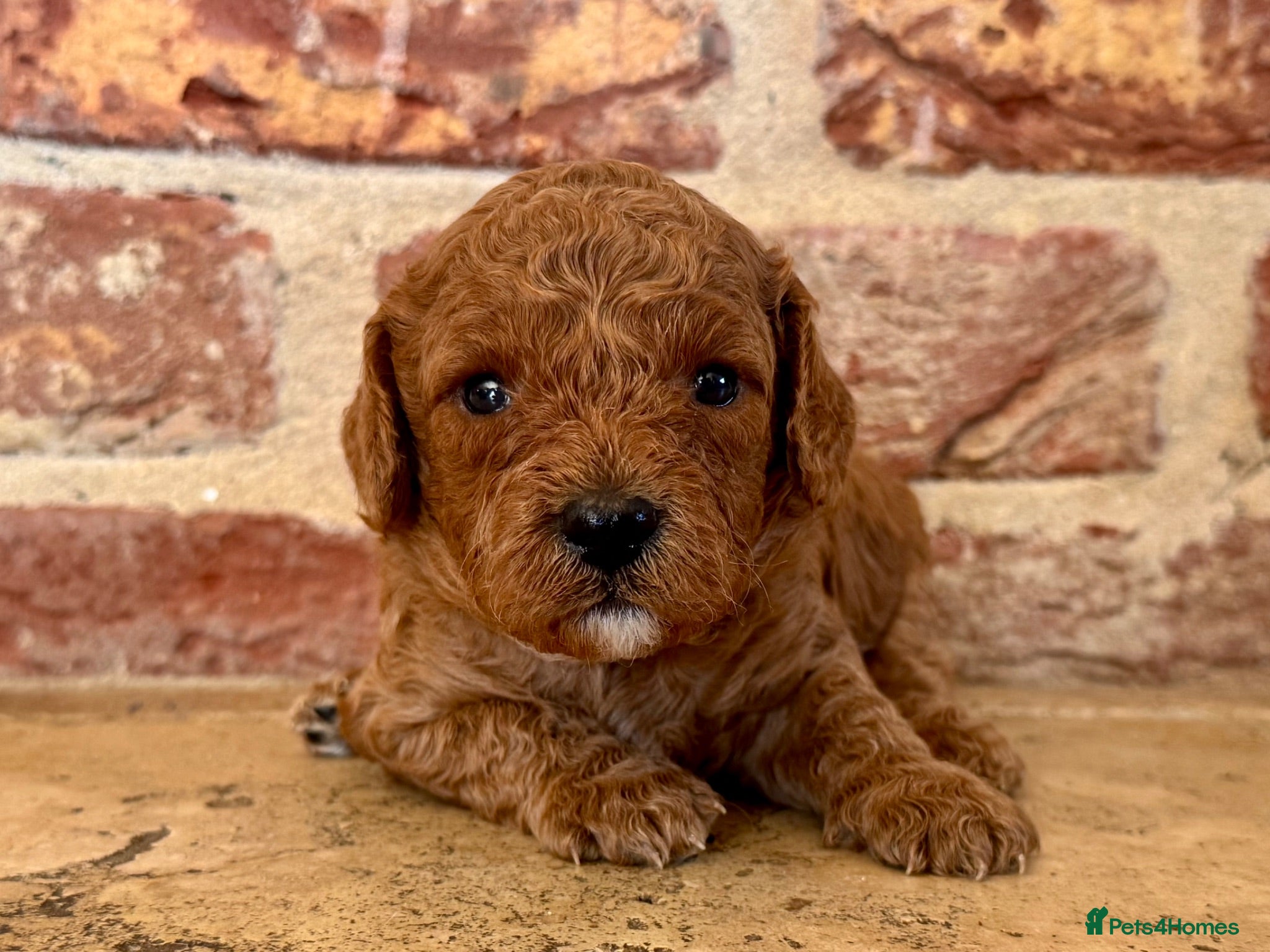Cavapoo dogs 🐾 F1b male cavapoo 🐾 - Advert 2