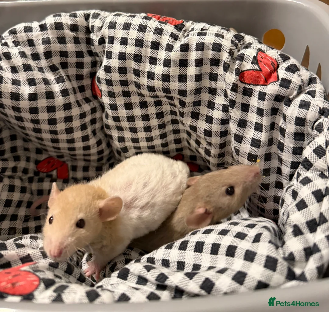 Rat rodents for sale: 4x male rats 6 months old for rehoming - Advert 8