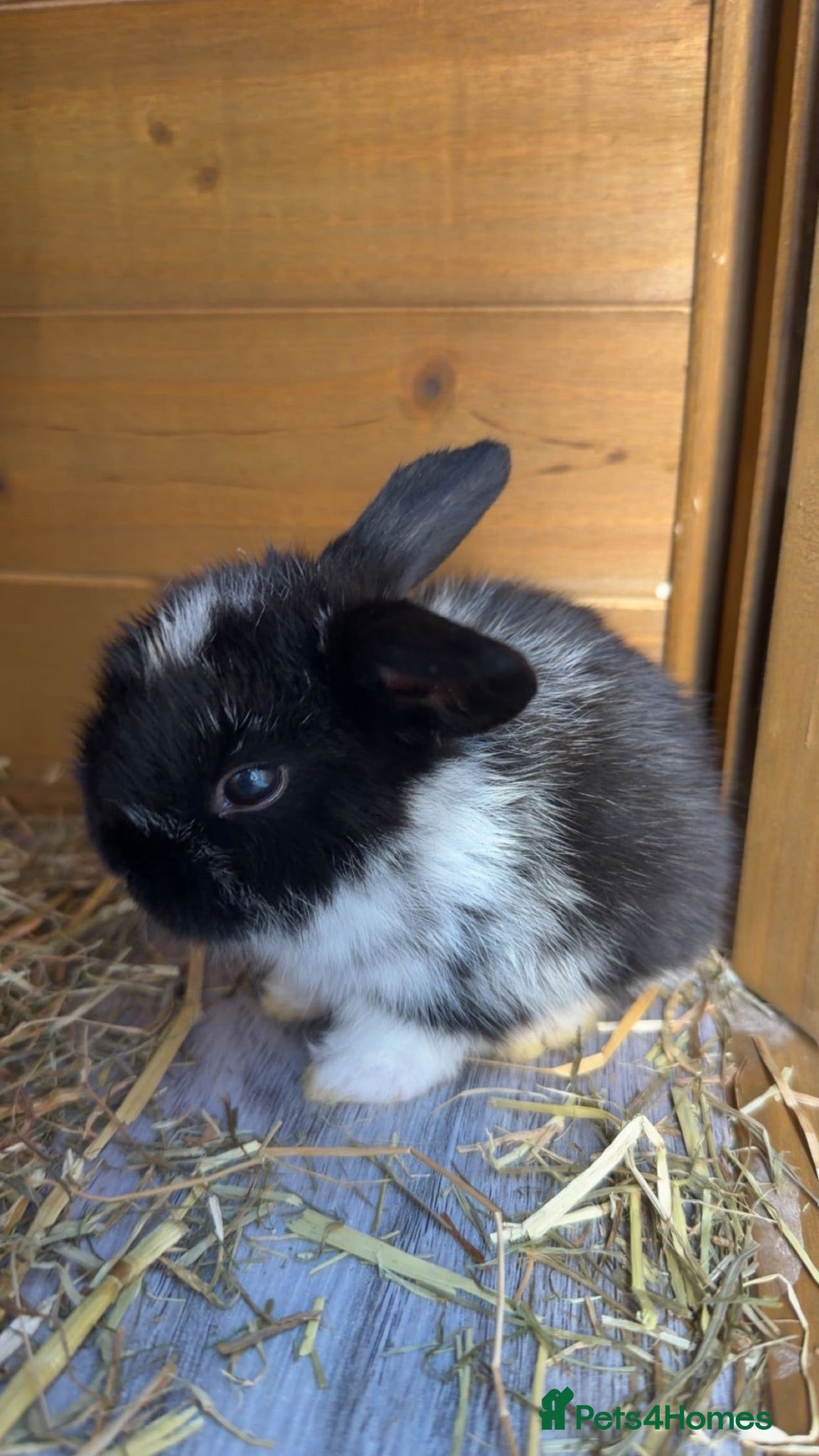 Mini Lop rabbits 8 beautiful multi colour mini lop babies - Advert 2