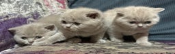 British Shorthair cats for sale: Gorgeous British Shorthair Kittens - Advert 3
