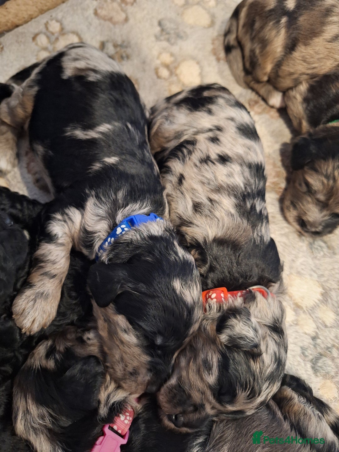 Sproodle dogs for sale: Sproodle Merle puppies  - Image 13