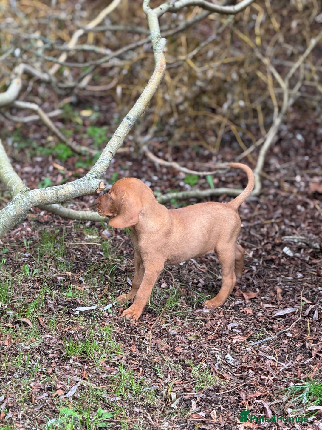 Hungarian Vizsla dogs for sale: PEDIGREE VIZSLA PUPS HIP & ELBOW TESTED PARENTS   - Image 19