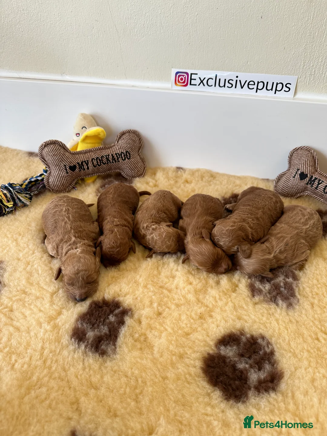 Miniature Poodle dogs for stud: HALF SVK IMP MINIATURE POODLE 🧬270+ health checks in Pickering - Advert 14