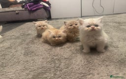 Persian cats for sale: X Persian kittens  - Image 12