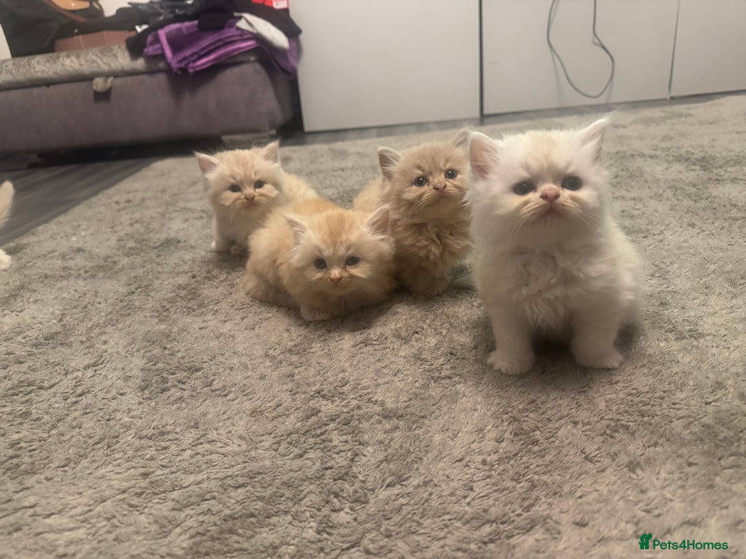 Persian cats for sale: X Persian kittens  - Image 12