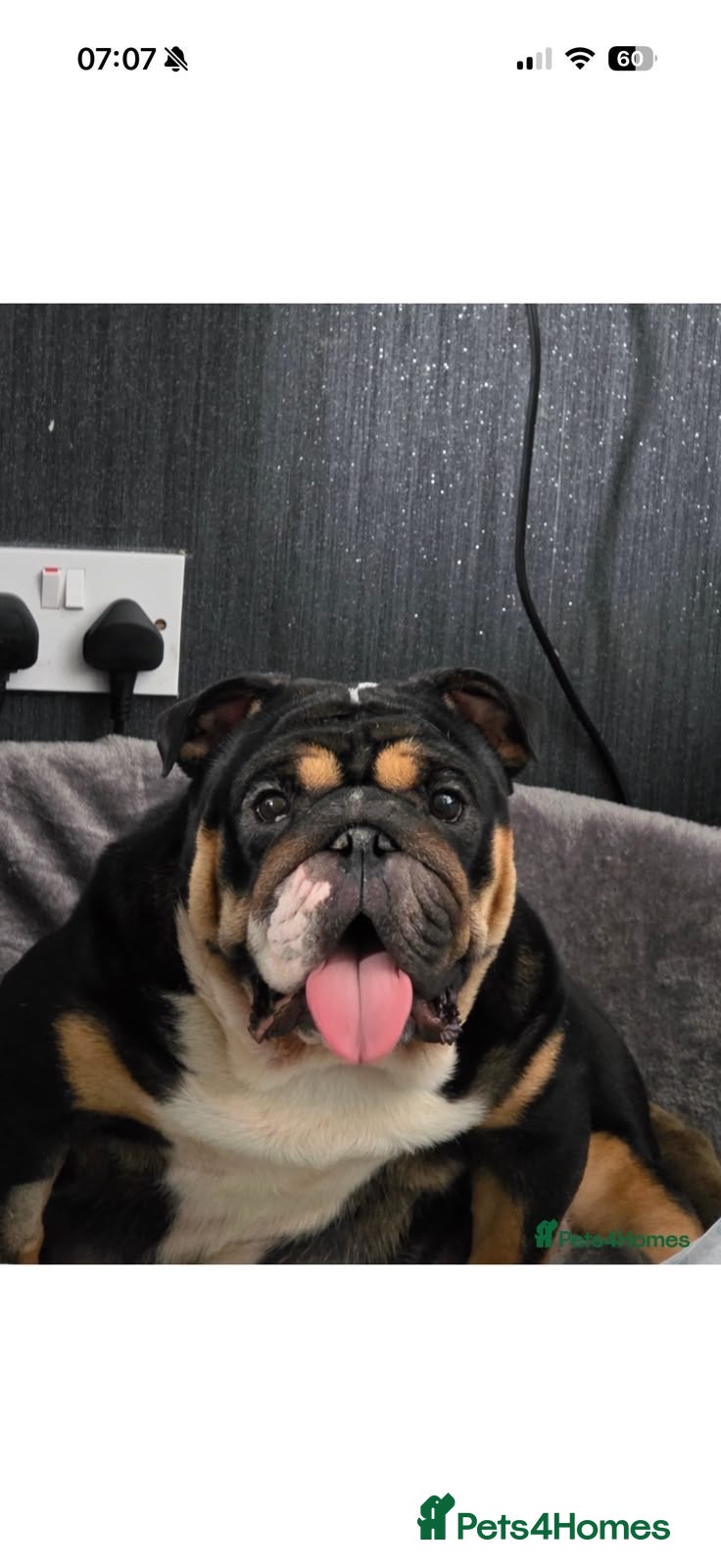 English Bulldog dogs Winston  - Advert 3