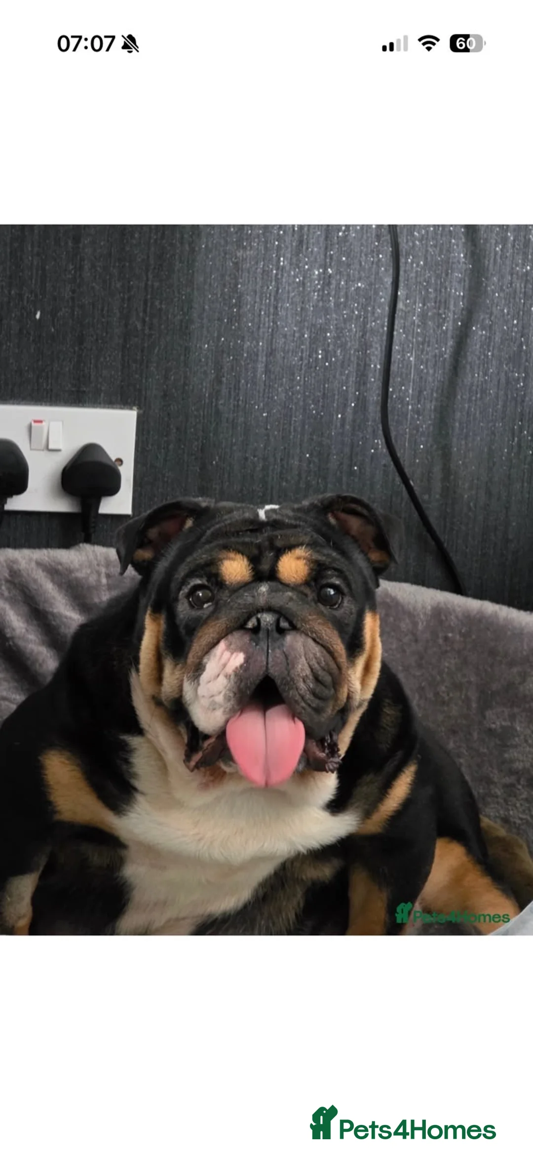 English Bulldog dogs for sale: Winston  in Motherwell - Advert 1