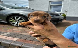 Miniature Dachshund dogs for sale: Miniature dachshund puppies  - Image 14