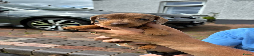 Peanut dapple
