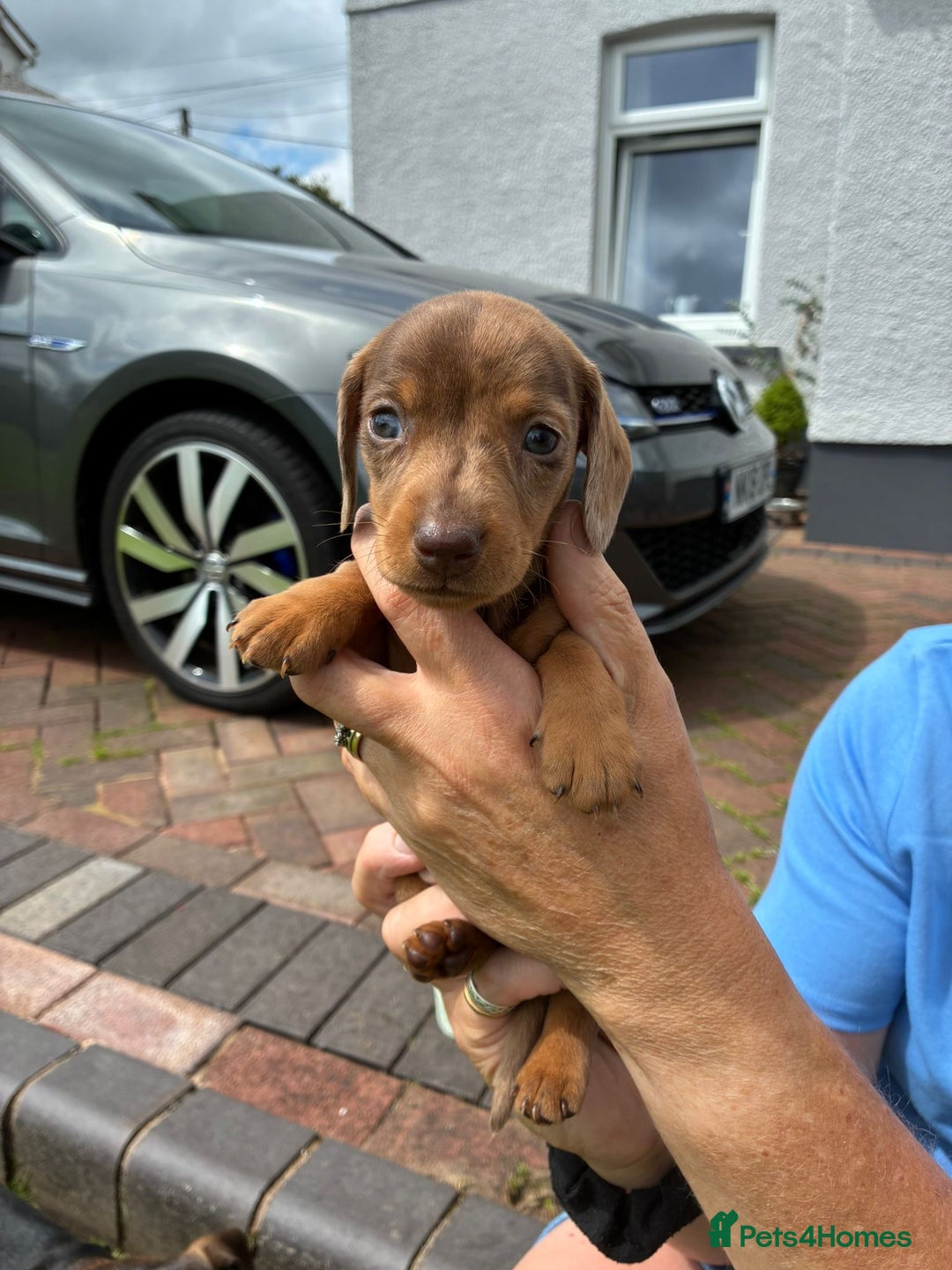 Miniature Dachshund dogs for sale: Miniature dachshund puppies  - Image 14