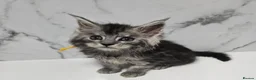 Maine Coon cats for sale: Kittens MaineCoon Tica Registred Maine Coon - Advert 20