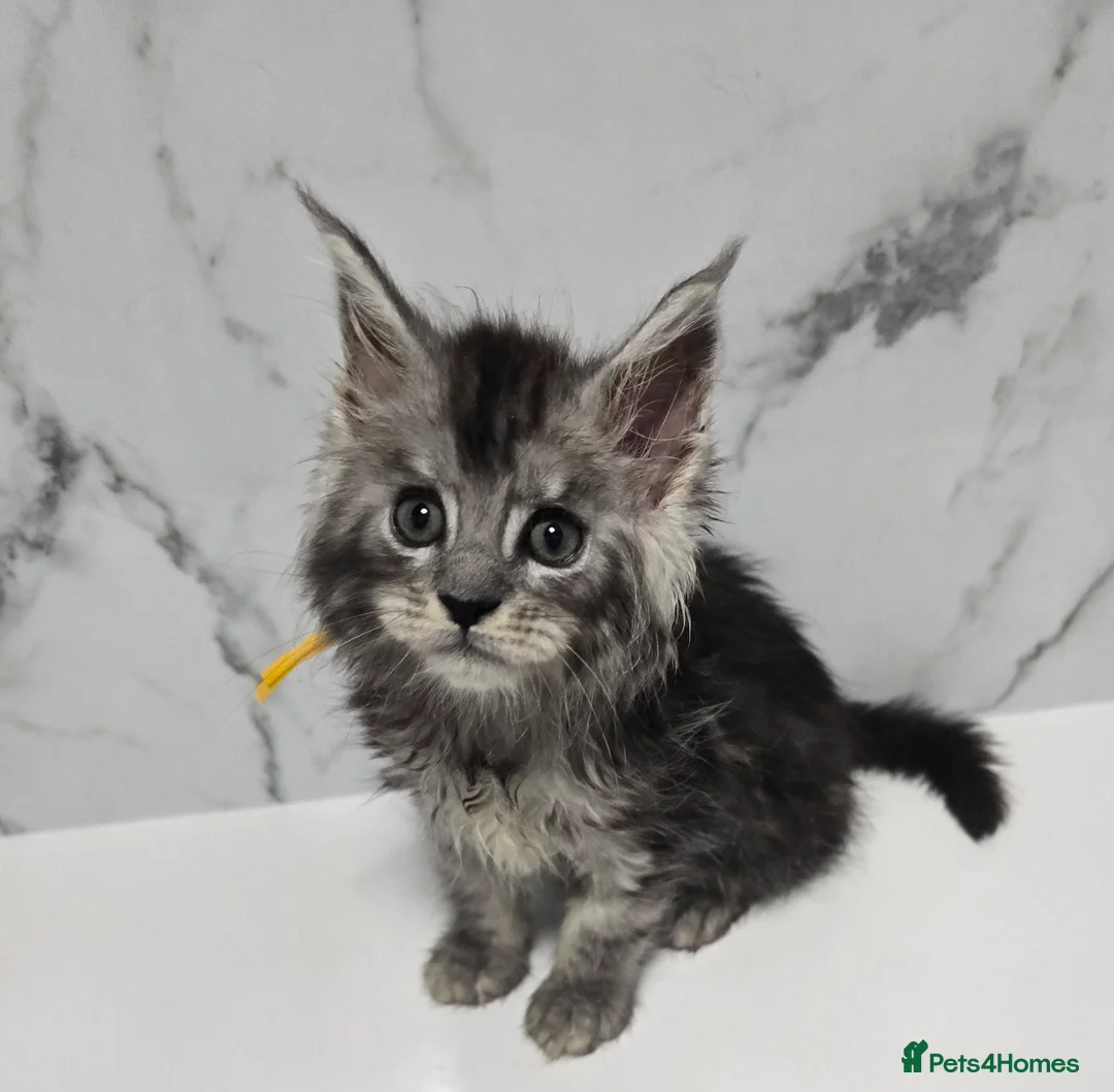 Maine Coon cats for sale: Kittens MaineCoon Tica Registred Maine Coon - Advert 20