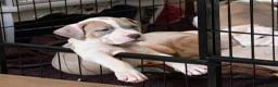 American Bulldog dogs for sale: American Bulldog Puppies - Advert 34