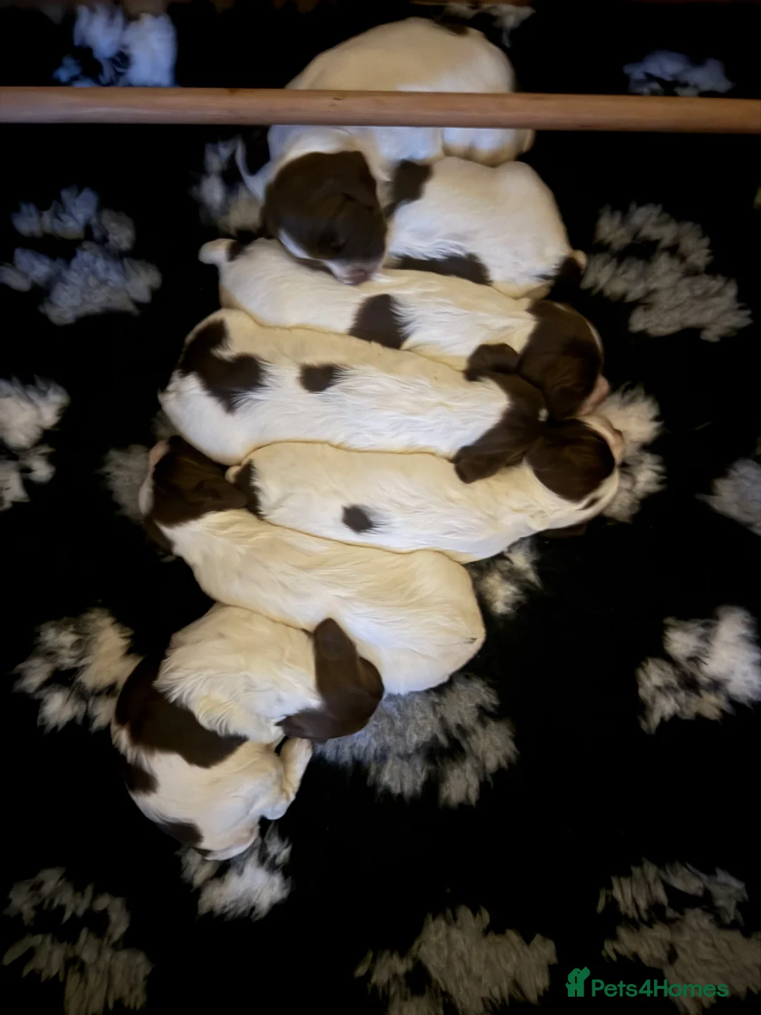 English Springer Spaniel dogs for sale: K.C registered ESS - Advert 2