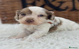 Cavapoo dogs for sale: Mini F1 Cavapoos Exstensively Health Testec  - Image 12