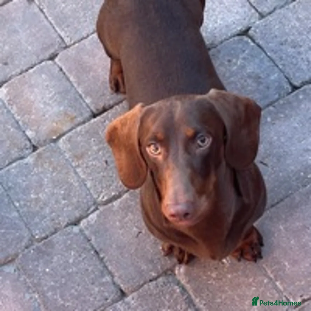 Miniature Dachshund dogs for stud: STUNNING MINIATURE DACHSHUND AVAILABLE AT STUD in Grays - Advert 10