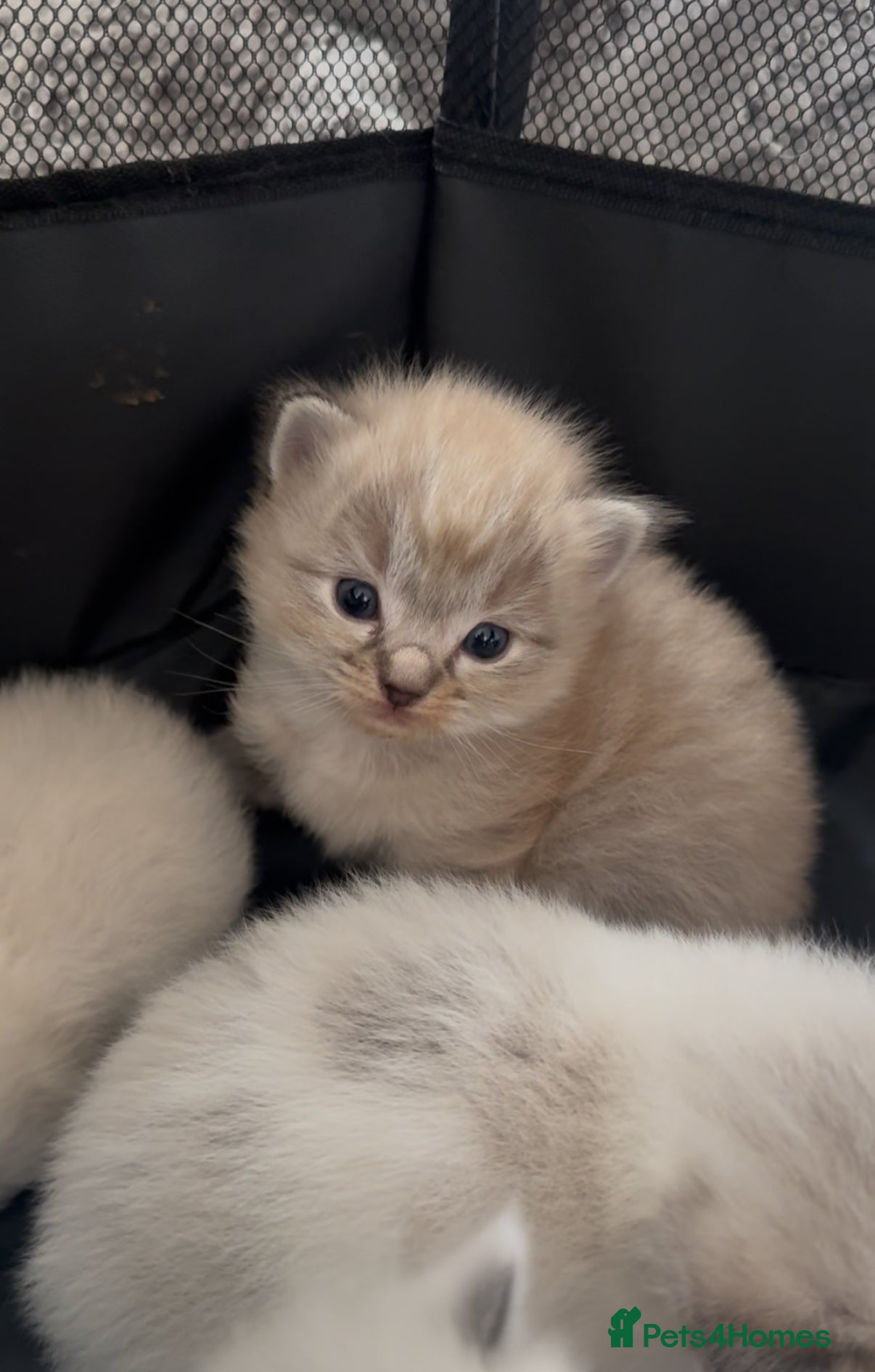 Ragdoll cats Stunning ragdolls including mink & lynx  - Advert 14