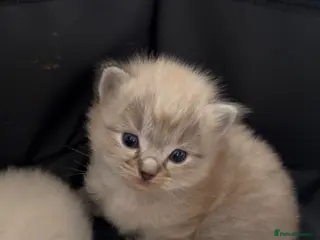 Ragdoll cats Stunning ragdolls including mink & lynx - Advert 14