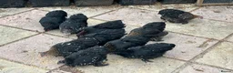 Chickens poultry for sale: 11 female point of lay Pekin for sales  - Advert 8