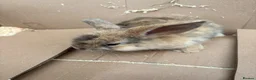 Mixed Breed rabbits for sale: 4 beautiful rabbits in Havant - Advert 2
