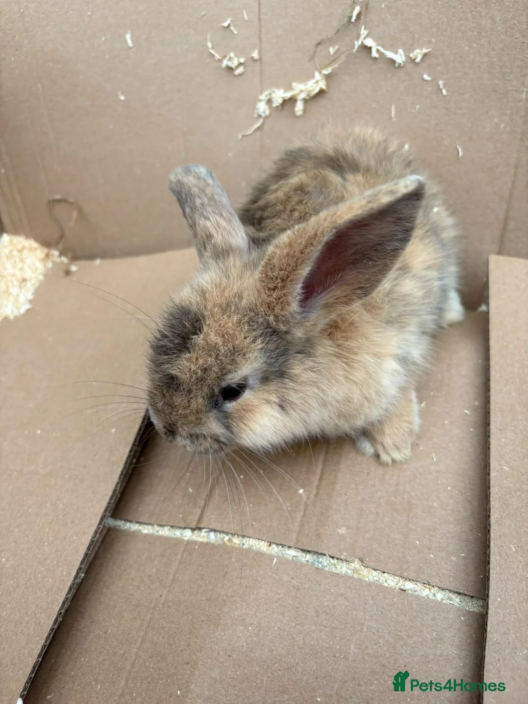 Mixed Breed rabbits for sale: 4 beautiful rabbits in Havant - Advert 2