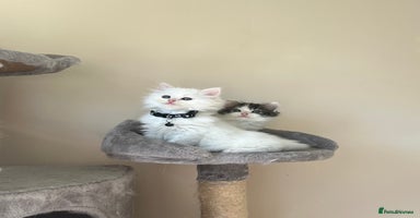 Turkish Angora cats - Advert 15
