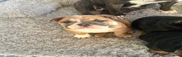 English Bulldog dogs for sale: British bulldogs  in Hebburn - Advert 1