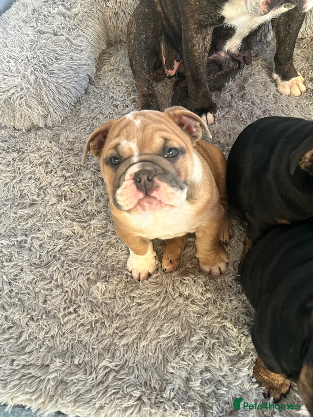 English Bulldog dogs for sale: British bulldogs  in Hebburn - Advert 1