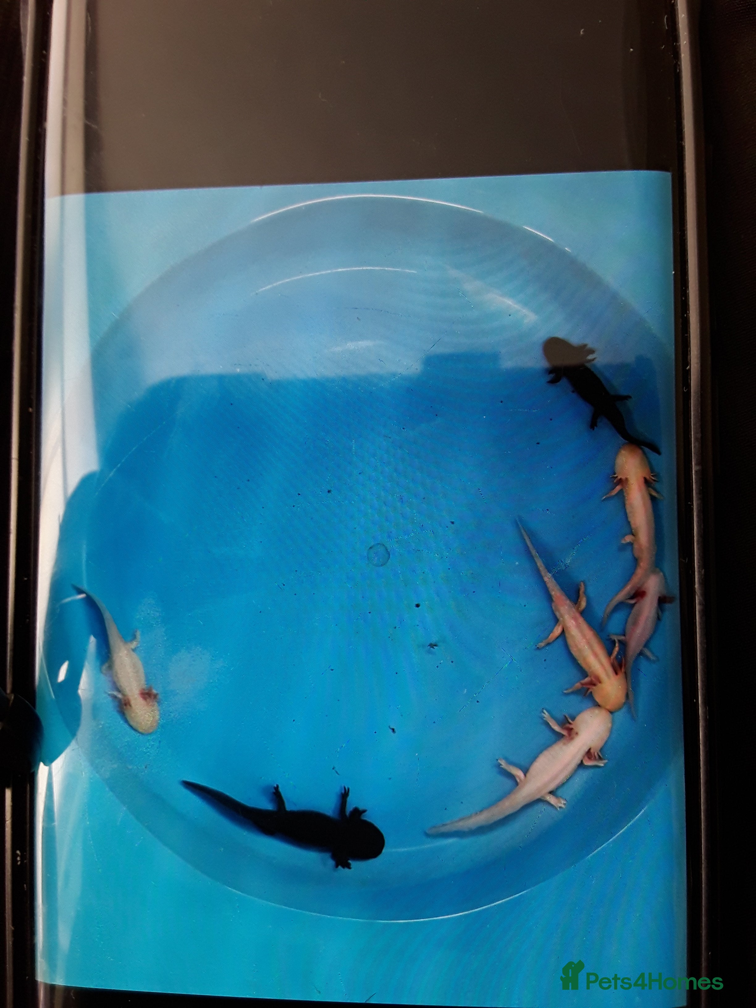 Other/Mixed Breed fish Axolotls for sale - Advert 4