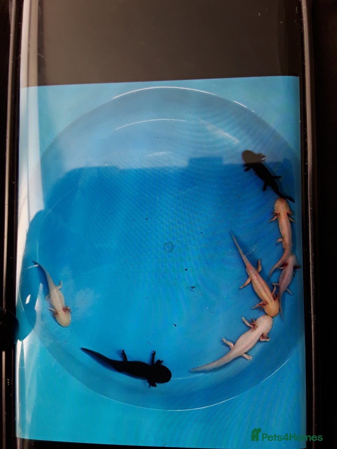 Other/Mixed Breed fish for sale: Axolotls for sale - Advert 1