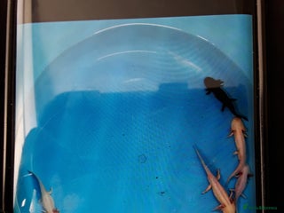 Other/Mixed Breed fish Axolotls for sale - Advert 1