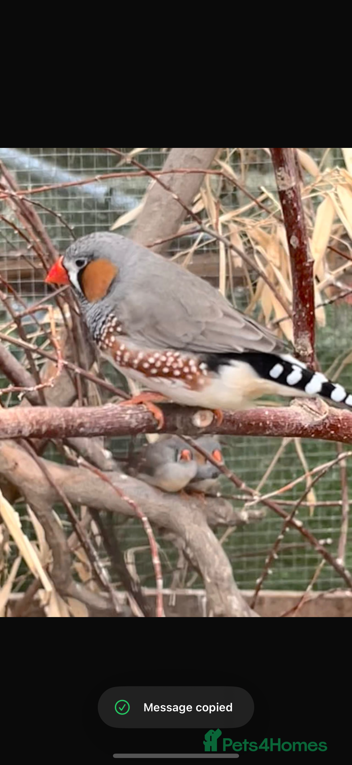 Finches birds Zebra finch for sale  - Advert 3